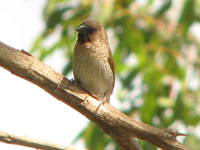 nutmeg mannikin