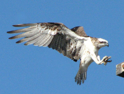 osprey landing 400x300