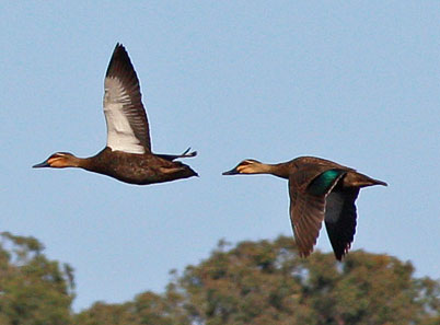 pacblackduckflight
