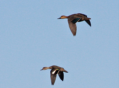 pacblackduckteal