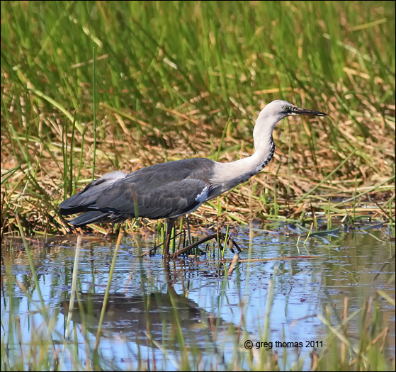 pacific heron