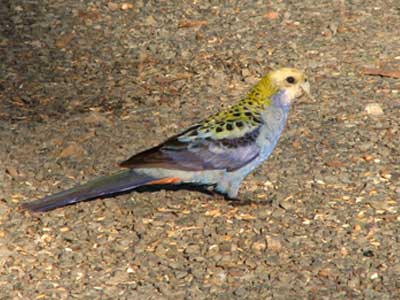 pale headed rosella lge