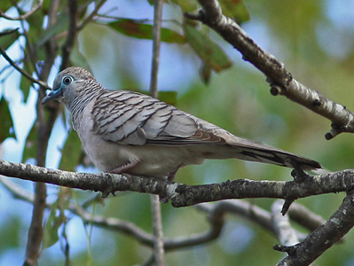 peaceful dove