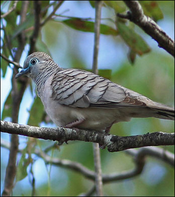 peaceful dovebb