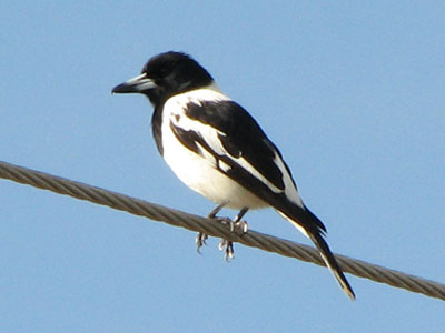 pied butcher bird