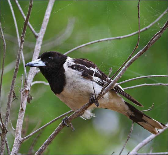 pied butcherbird0006