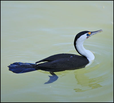 pied cormorantmm