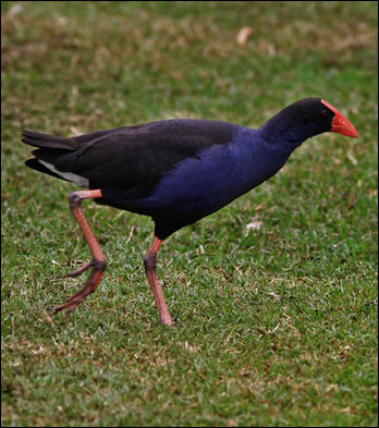 purple swamphen