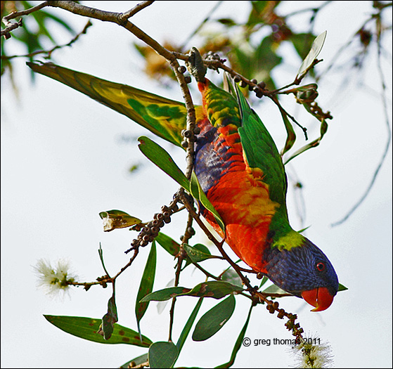 rainbow lorikeet