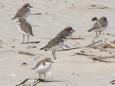 rcplovers