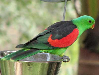 red winged parrot