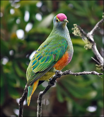 roscrownedfruitdove