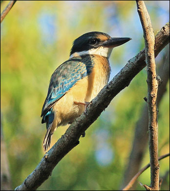 sacred kingfisher