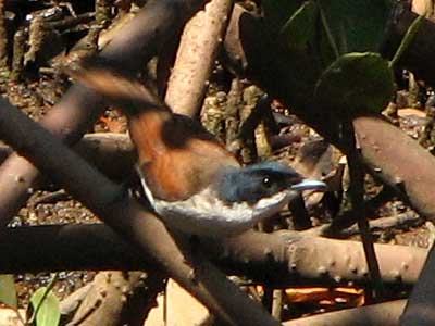 shinflycatcher