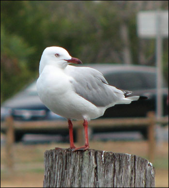 silver gull