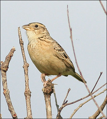 singing bushlarkbb