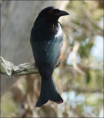 spangled drongobb