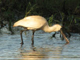 spoonbillsmall
