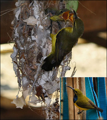 sunbird