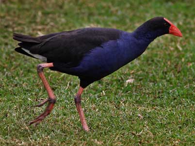 swamphen