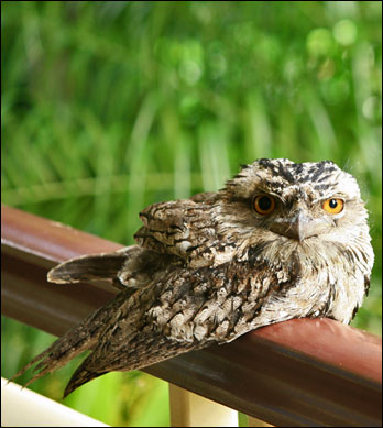 tawny frogmouth