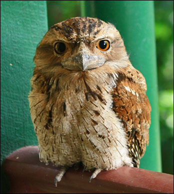 tawny frogmouthbb