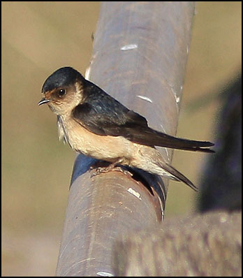 tree martinmm