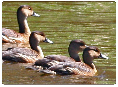 wandering whistling duck