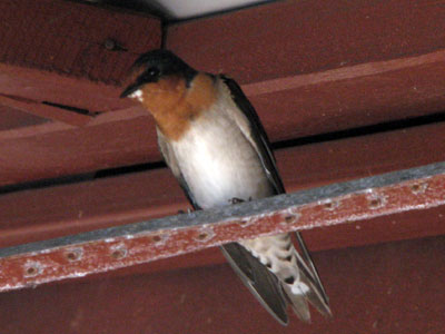 welcome swallow