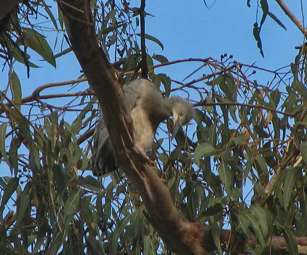 wfheron chick