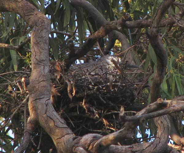 wfheron nest