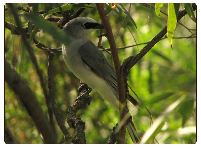 whitebellied cshrike