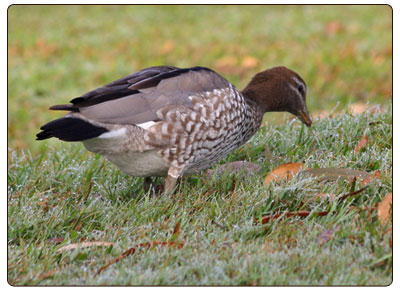 wood duck female