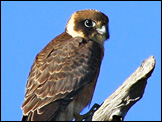 aust hobby