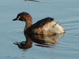 austgrebe
