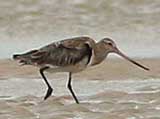 bar tailed godwit