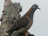 barshdove