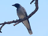 bfcuckooshrike