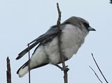 black faced woodswallow