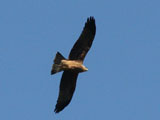 black kite