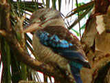 bluewinedkooka