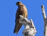 brown falcon