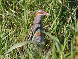 buff banded rail