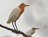 cattle egret 1