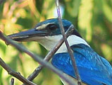 collared kingfisher