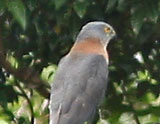 collared sparrowhawk