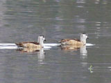 cotton pygmy goose