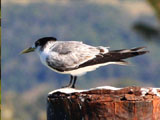 crested tern