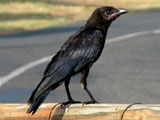 crow