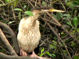 darter
